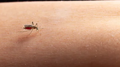 Dengue Cases in India