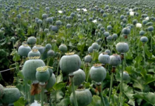 CG Raigarh Afeem Ki Kheti