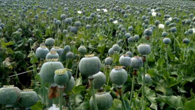 CG Raigarh Afeem Ki Kheti