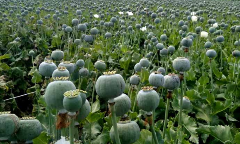 CG Raigarh Afeem Ki Kheti